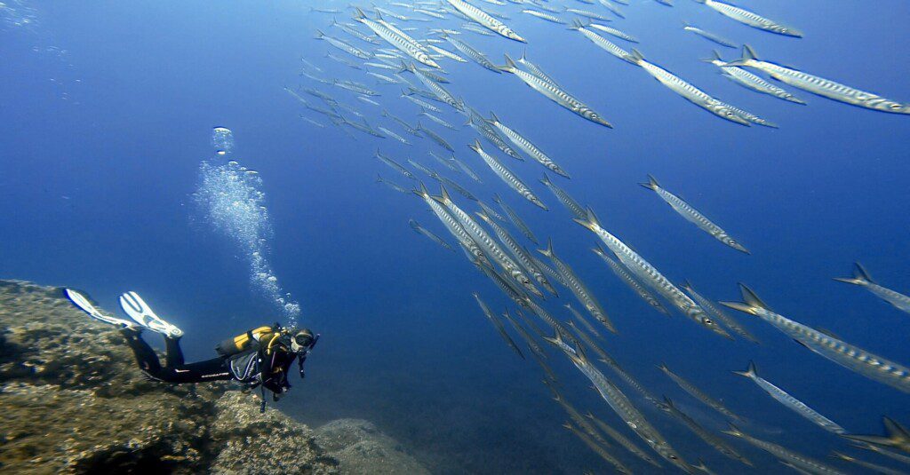 Discover Mykonos diving courses without license!