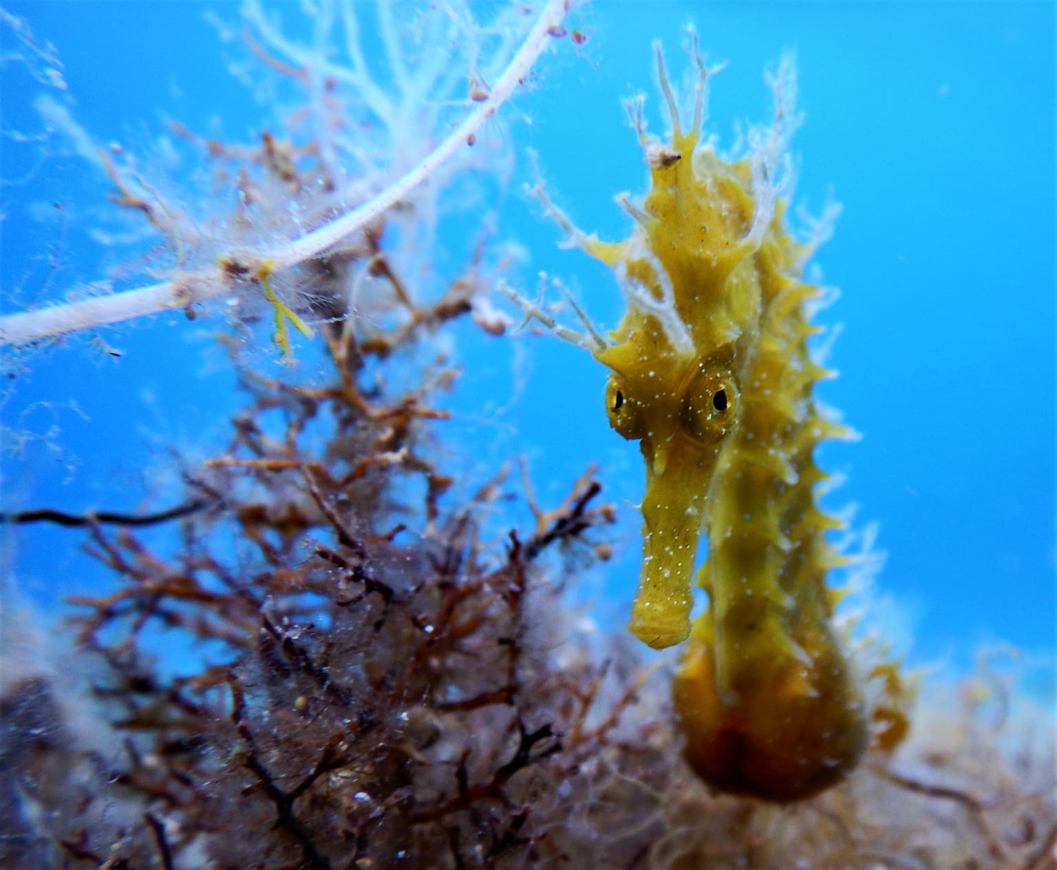 Discover Mykonos DIving Center diving courses and PADI programs